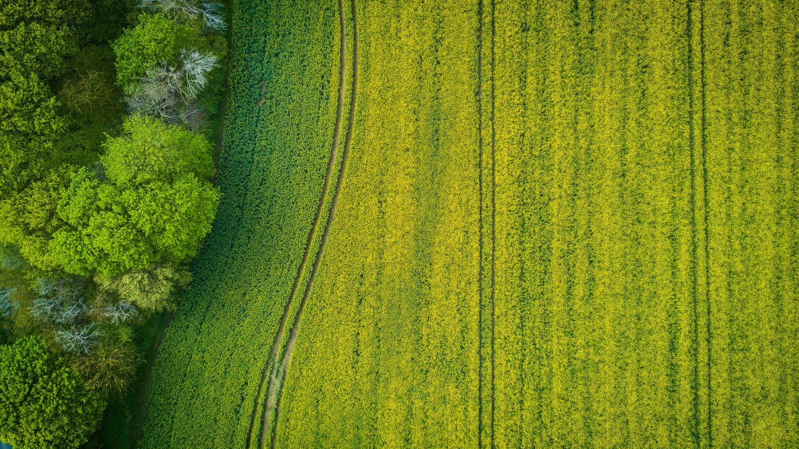 Aerial view of a green field with vibrant textures near Stralsund, Germany.
