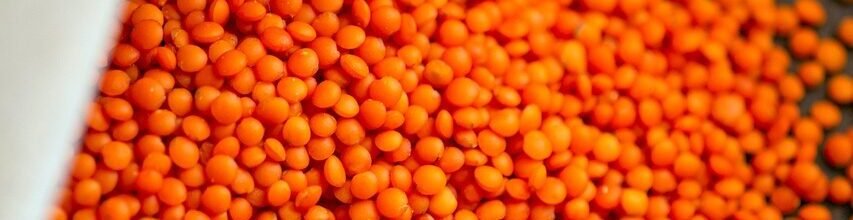 lentils, food, beans, healthy, vegetarian, vegan, natural, nutrition, organic, lentils, lentils, lentils, lentils, lentils