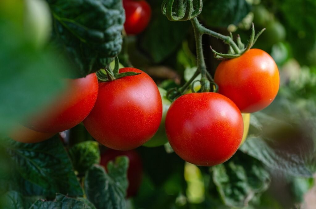 tomatoes, vegetables, nature, fresh, bush, garden, healthy, harvest